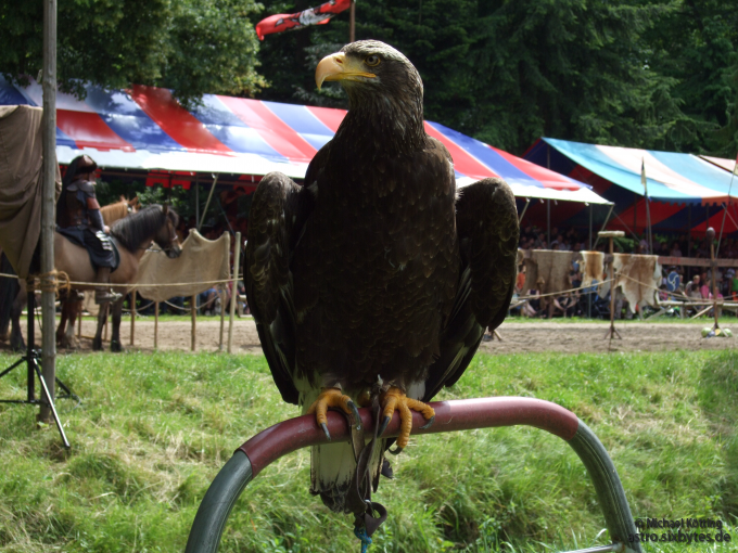 Adler beim Wikinger-Spektakel